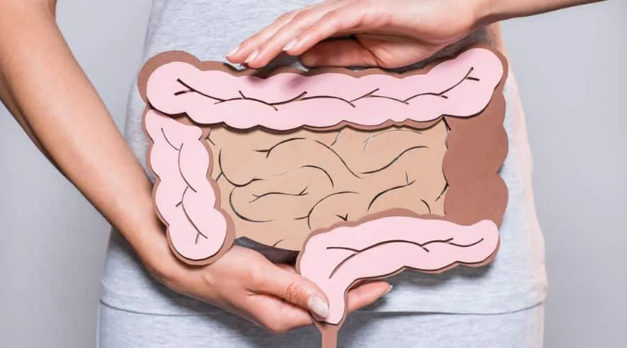 a person holding a paper cut out of a human intestine