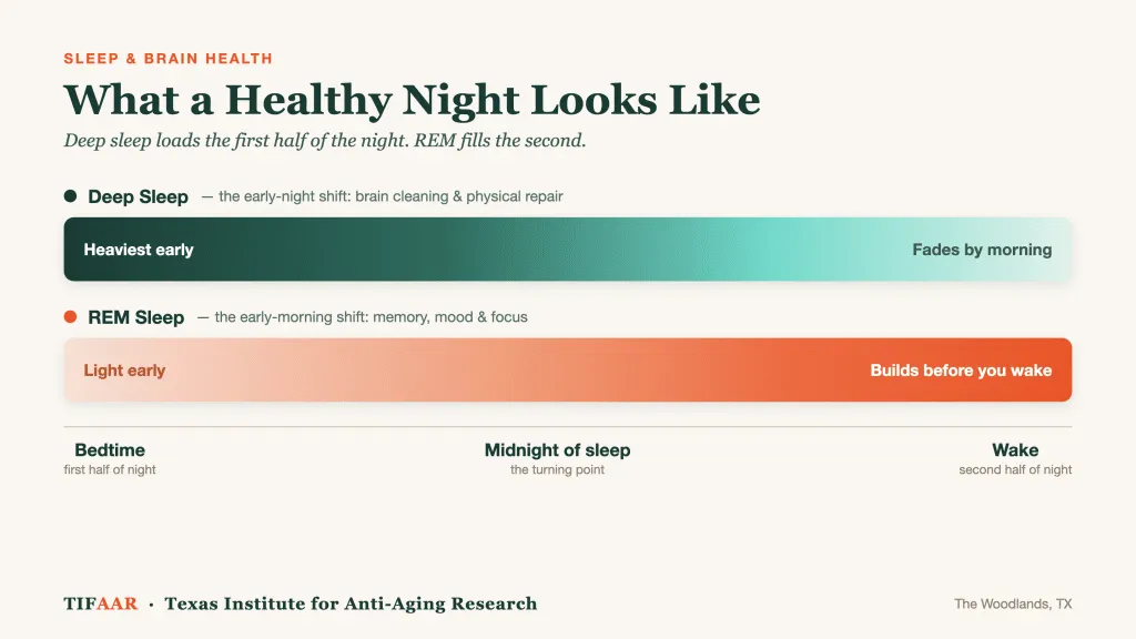 Infographic showing deep and REM sleep cycles